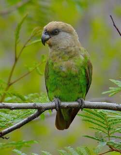 褐头鹦鹉 / Brown-headed Parrot / Poicephalus cryptoxanthus