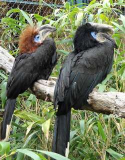 黑盔噪犀鸟 / Black-casqued Hornbill / Ceratogymna atrata