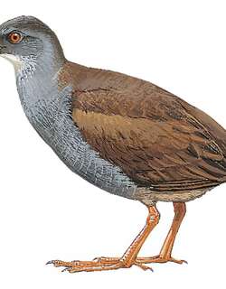 哥伦比亚秧鸡 / Colombian Crake / Neocrex colombiana