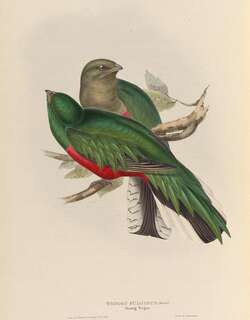白尾梢绿咬鹃 / White-tipped Quetzal / Pharomachrus fulgidus