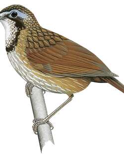 大鹪鹛 / Large Wren-Babbler / Turdinus macrodactylus