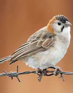 点额织布鸟 / Speckle-fronted Weaver / Sporopipes frontalis