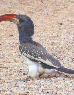 蒙氏弯嘴犀鸟 / Monteiro’s Hornbill / Tockus monteiri