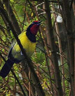 杜氏丛鵙 / Doherty’s Bushshrike / Telophorus dohertyi