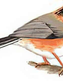 黑眉[长尾]山雀 / Black-browed Tit