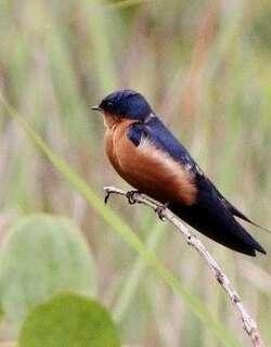 刚果燕 / Black-and-rufous Swallow / Hirundo nigrorufa