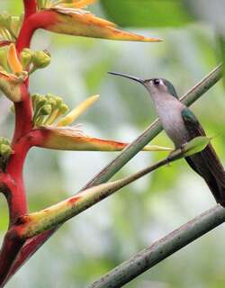 楔尾刀翅蜂鸟 / Wedge-tailed Sabrewing / Pampa pampa