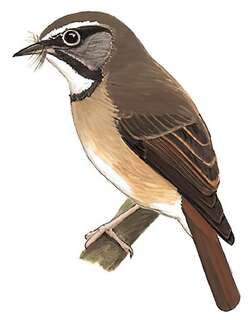 白喉姬鹟 / White-gorgeted Flycatcher / Anthipes monileger