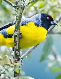 黑头山裸鼻雀 / Hooded Mountain Tanager / Buthraupis montana