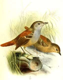棕尾蚁鹩 / Rufous-tailed Stipplethroat / Epinecrophylla erythrura