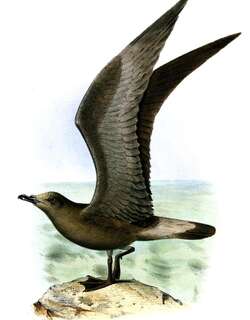牙买加圆尾鹱 / Jamaican Petrel / Pterodroma caribbaea