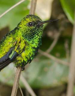红嘴翠蜂鸟 / Red-billed Emerald / Chlorostilbon gibsoni