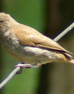 东非麻雀 / Swahili Sparrow / Passer suahelicus