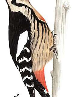 赤胸啄木鸟 / Crimson-breasted Woodpecker / Dryobates cathpharius