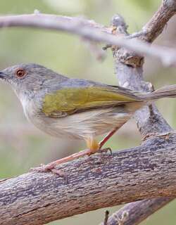 灰背拱翅莺 / Grey-backed Camaroptera / Camaroptera brevicaudata