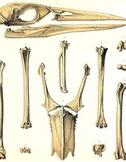 罗德里格斯夜鹭 / Rodrigues Night Heron / Nycticorax megacephalus