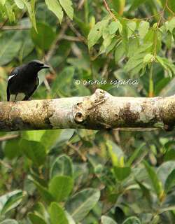 白翅鹃鵙 / White-winged Cuckooshrike / Edolisoma ostentum