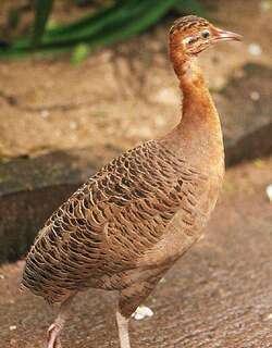 红翅䳍 / Red-winged Tinamou / Rhynchotus rufescens