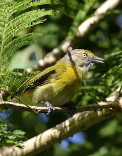 黄胸绿莺雀 / Lemon-chested Greenlet / Hylophilus thoracicus