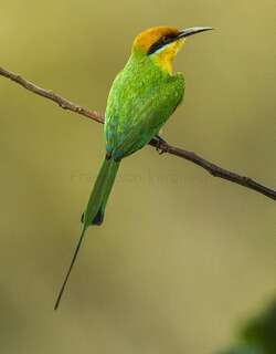 蓝领蜂虎 / Böhm’s Bee-eater / Merops boehmi