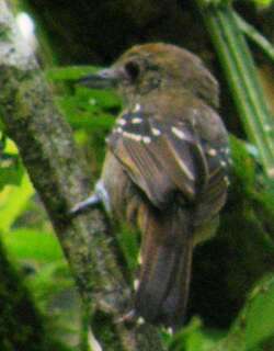 西蓝灰蚁鵙 / Black-crowned Antshrike / Thamnophilus atrinucha