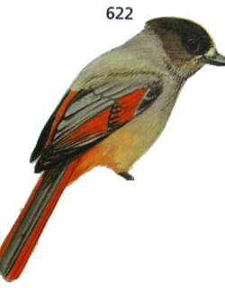 北噪鸦 / Siberian Jay / Perisoreus infaustus