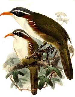 灰头钩嘴鹛 / White-browed Scimitar Babbler / Pomatorhinus schisticeps
