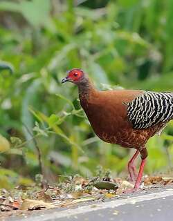 戴氏火背鹇 / Siamese Fireback / Lophura diardi