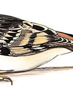 旋木雀 / Eurasian Treecreeper / Certhia familiaris