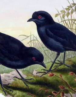 小黑脚风鸟 / Lesser Melampitta / Melampitta lugubris