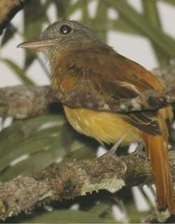 桔黄腹阿蒂霸鹟 / Citron-bellied Attila / Attila citriniventris