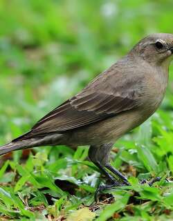 紫辉牛鹂 / Shiny Cowbird / Molothrus bonariensis