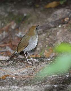 茶色夜鸫 / Russet Nightingale-Thrush / Catharus occidentalis