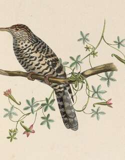 灰斑曲嘴鹪鹩 / Grey-barred Wren / Campylorhynchus megalopterus