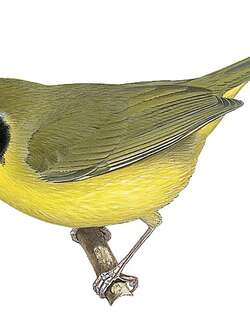 纳氏黄喉地莺 / Hooded Yellowthroat / Geothlypis nelsoni