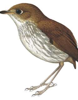塔河蚁鸫 / Tapajos Antpitta / Myrmothera subcanescens