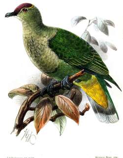 紫顶果鸠 / Crimson-crowned Fruit Dove / Ptilinopus porphyraceus