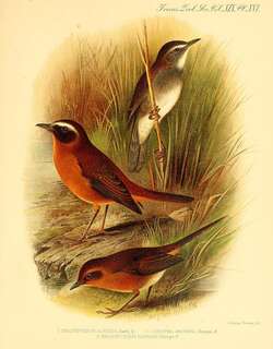 竹短翅莺 / Bamboo Warbler / Locustella alfredi