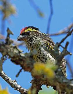 米奥斑拟䴕 / Miombo Pied Barbet / Tricholaema frontata