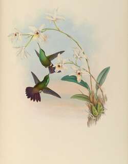 绿腹蜂鸟 / Green-bellied Hummingbird / Saucerottia viridigaster