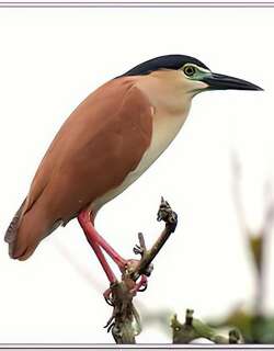 棕夜鹭 / Nankeen Night Heron / Nycticorax caledonicus