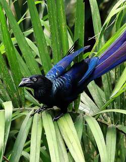 大犀鹃 / Greater Ani / Crotophaga major