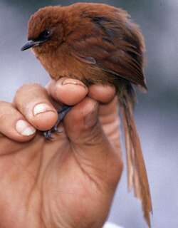 棕色针尾雀 / Rufous Spinetail / Synallaxis unirufa