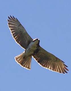 白喉鵟 / White-throated Hawk / Buteo albigula