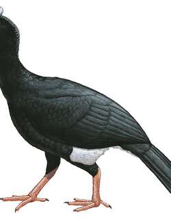 希拉盔嘴雉 / Sira Curassow / Pauxi koepckeae