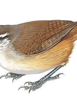 地峡苇鹪鹩 / Isthmian Wren / Cantorchilus elutus