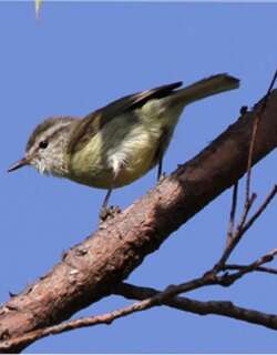 帝汶柳莺 / Timor Leaf Warbler / Phylloscopus presbytes