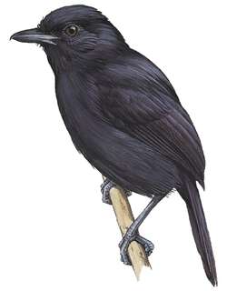 厄瓜多尔蚁鵙 / Cocha Antshrike / Thamnophilus praecox