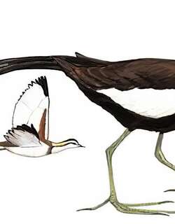 水雉 / Pheasant-tailed Jacana / Hydrophasianus chirurgus