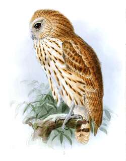矛斑渔鸮 / Vermiculated Fishing Owl / Scotopelia bouvieri